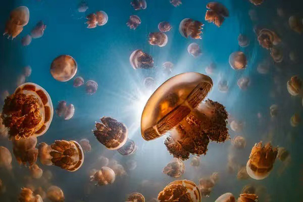 李艺（海南）《魅力海洋-Charming Sea》.jpg